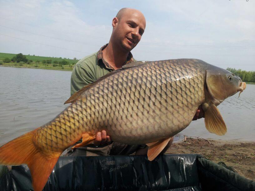 crapi de sarulesti - 994393659162554144727302851105n.jpg